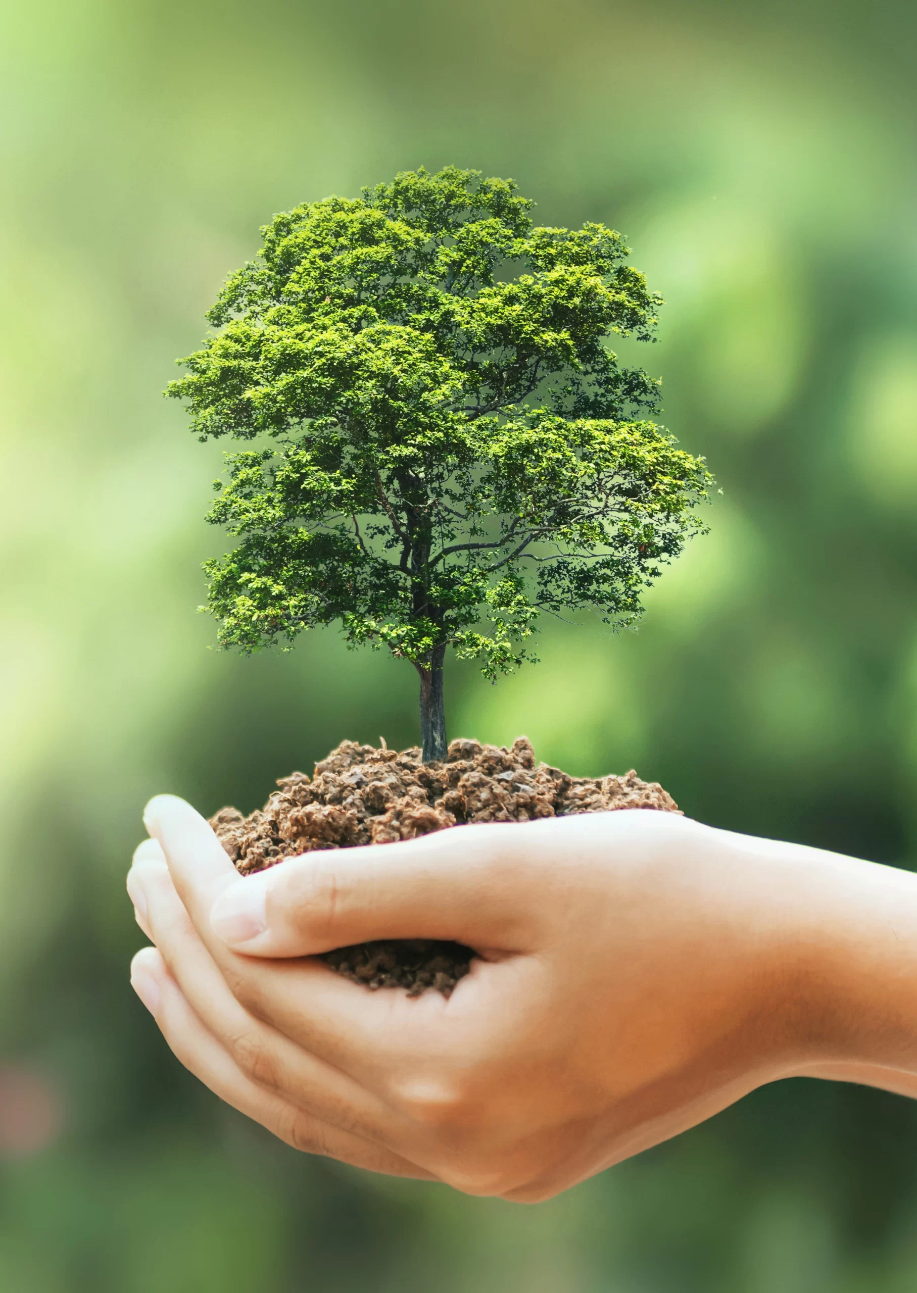 Vecteezy hand holding big tree growing on green background with sunshine 7950947 copy scaled